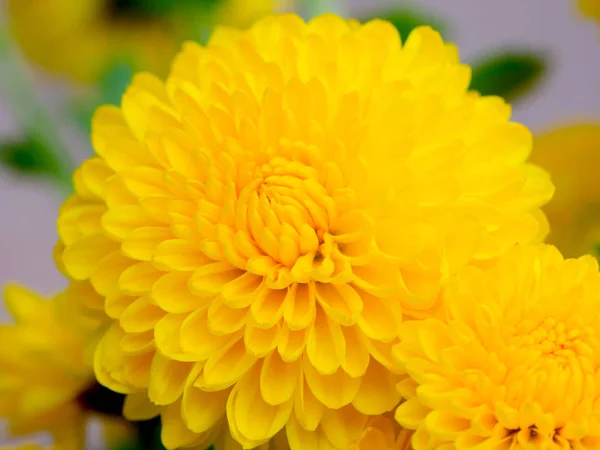Lovely Garden Shrub Yellow Chrysanthemums Decoration — Stock Photo, Image