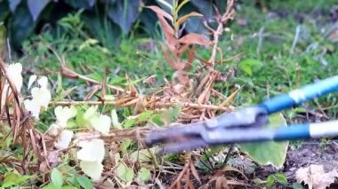 Kuru bitkiler sonbahar budama ile özel bahçe budayıcılar