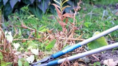 Kuru bitkiler sonbahar budama ile özel bahçe budayıcılar