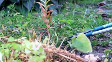 Kuru bitkiler sonbahar budama ile özel bahçe budayıcılar