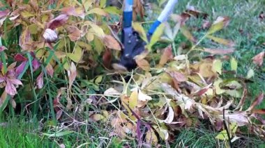 Kuru bitkiler sonbahar budama ile özel bahçe budayıcılar