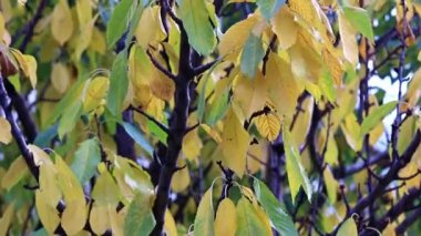 Kuru meyve ağacı dallarda yaprak