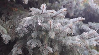 Genç yeşil sürgünler ve herdem yeşil çam dalları