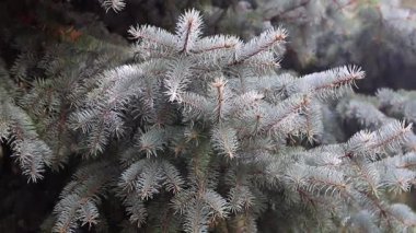 Genç yeşil sürgünler ve herdem yeşil çam dalları