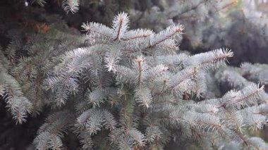 Genç yeşil sürgünler ve herdem yeşil çam dalları