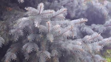 Genç yeşil sürgünler ve herdem yeşil çam dalları