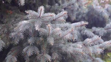 Genç yeşil sürgünler ve herdem yeşil çam dalları