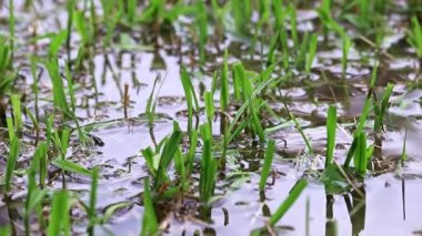 pirinç alan suda genç lahanası