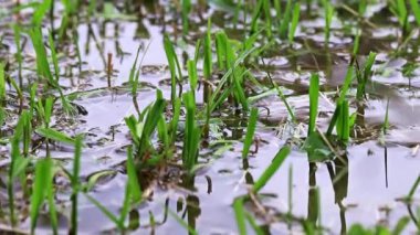 pirinç alan suda genç lahanası