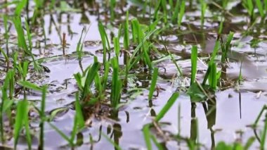 pirinç alan suda genç lahanası