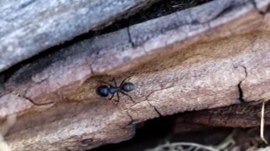 doku yüzeyi eski ahşap kirişler yanmış