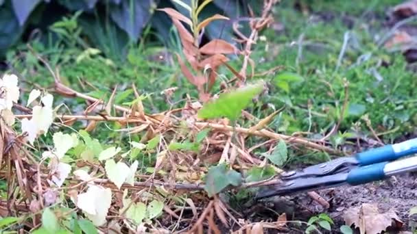 Jesienne Obcinanie Suchych Roślin Specjalne Nożyce Ogrodowe — Wideo stockowe