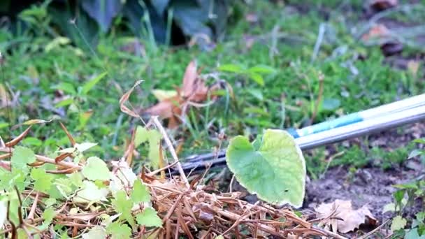 Herfst Snoeien Van Droge Planten Met Speciale Tuin Bedienen Snoeischaren — Stockvideo