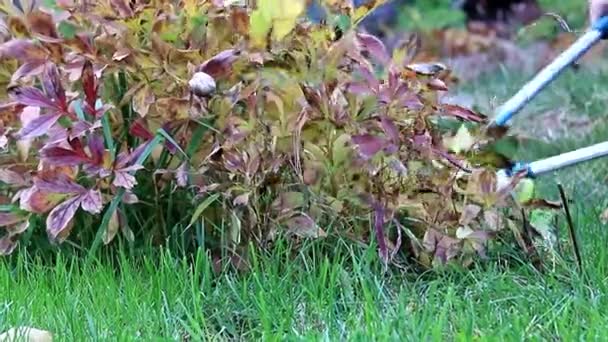 Poda Otoño Plantas Secas Con Podadoras Jardín Especiales — Vídeo de stock