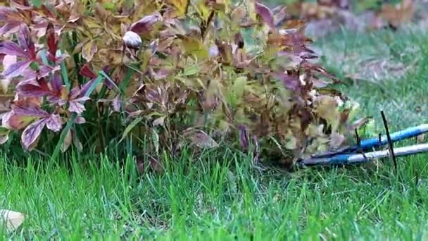 Herbstschnitt Trockener Pflanzen Mit Speziellen Gartenscheren — Stockvideo