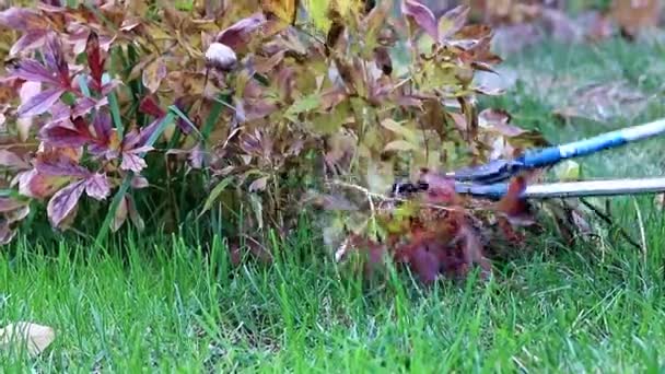 Höstens Beskärning Torra Växter Med Speciella Trädgård Klippverktyg — Stockvideo