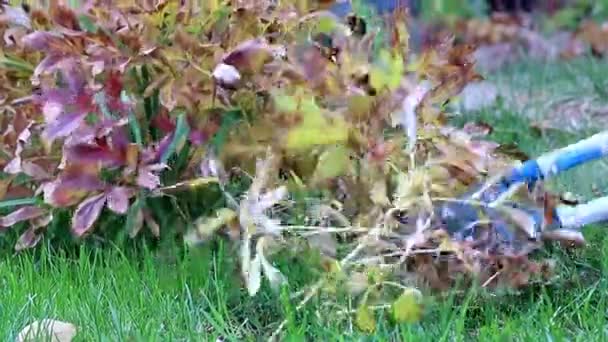 Φθινοπωρινό Κλάδεμα Των Ξηρών Φυτών Ειδικά Κλαδευτήρια Κήπου — Αρχείο Βίντεο