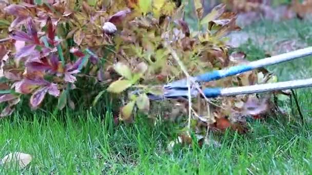 Poda Outono Plantas Secas Com Poda Jardim Especial — Vídeo de Stock