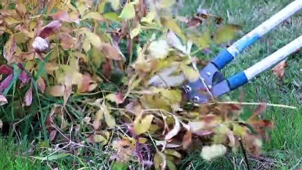 Herbstschnitt Trockener Pflanzen Mit Speziellen Gartenscheren — Stockvideo