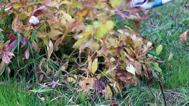 Herfst Snoeien Van Droge Planten Met Speciale Tuin Bedienen Snoeischaren — Stockvideo