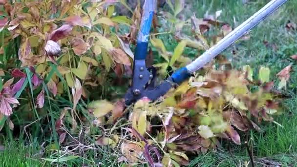 Herfst Snoeien Van Droge Planten Met Speciale Tuin Bedienen Snoeischaren — Stockvideo