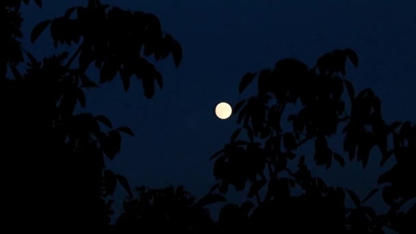 Luce Splendente Della Luna Piena Nel Buio Della Notte — Video Stock