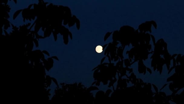 在黑暗的夜晚 满月的强光 — 图库视频影像