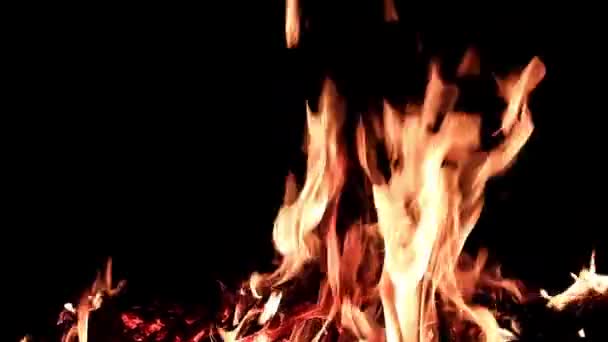 Flamme Vive Feu Ouvert Dans Obscurité Nuit — Video