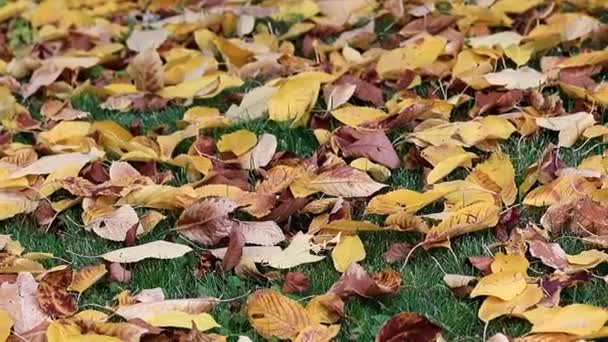 Las Hojas Secas Otoñales Amarillas Sobre Hierba Verde Del Césped — Vídeos de Stock