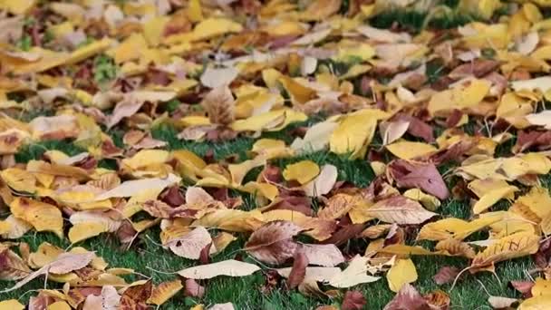 Las Hojas Secas Otoñales Amarillas Sobre Hierba Verde Del Césped — Vídeos de Stock