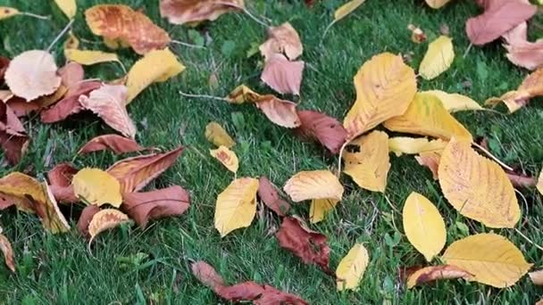 Las Hojas Secas Otoñales Amarillas Sobre Hierba Verde Del Césped — Vídeos de Stock