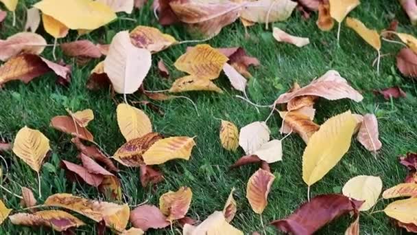 Trockene Herbstgelbe Blätter Auf Dem Grünen Rasen — Stockvideo