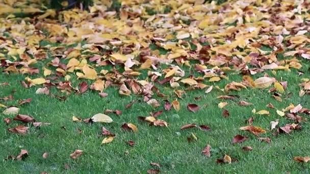 Bir Çim Yeşil Çimenlerin Üzerinde Kuru Sonbahar Sarı Yaprakları — Stok video