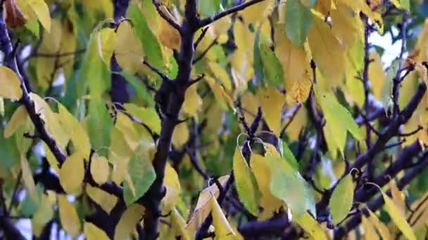 Droge Herfstbladeren Takken Van Een Fruitboom — Stockvideo