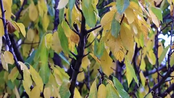 Сухие Осенние Листья Ветвях Фруктового Дерева — стоковое видео