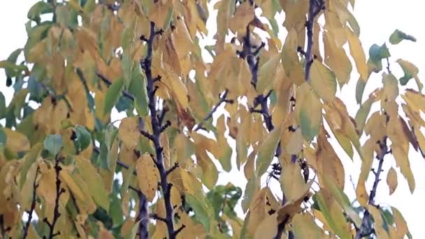 Trockene Herbstblätter Auf Den Zweigen Eines Obstbaums — Stockvideo