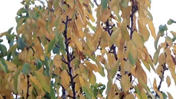 乾燥した秋の果物の木の枝に葉します — ストック動画