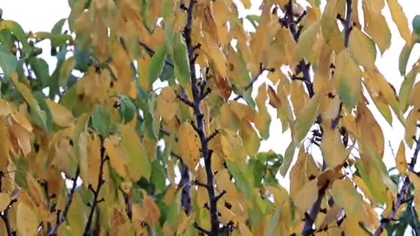 Folhas Secas Outono Nos Ramos Uma Árvore Fruto — Vídeo de Stock