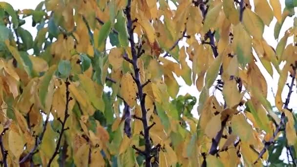 Droge Herfstbladeren Takken Van Een Fruitboom — Stockvideo