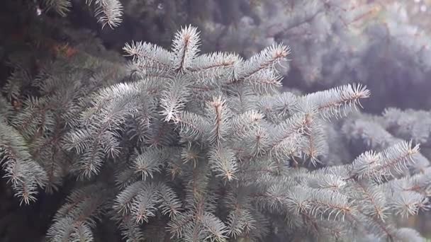 Young Green Shoots Evergreen Spruce Branches — Stock Video