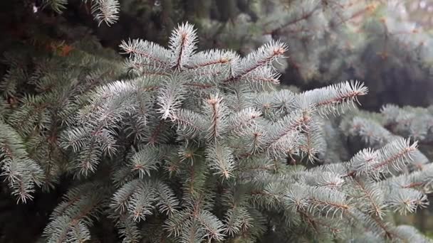 Jeunes Pousses Vertes Branches Épinette Feuilles Persistantes — Video