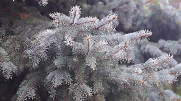 Young Green Shoots Evergreen Spruce Branches — Stock Video