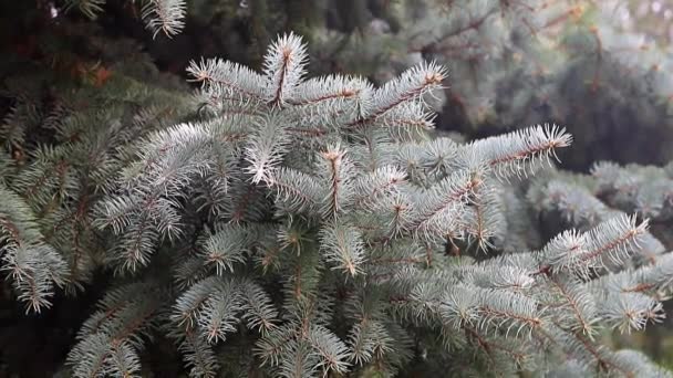 Young Green Shoots Evergreen Spruce Branches — Stock Video