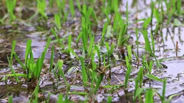 Young Sprouts Water Rice Field — Stock Video