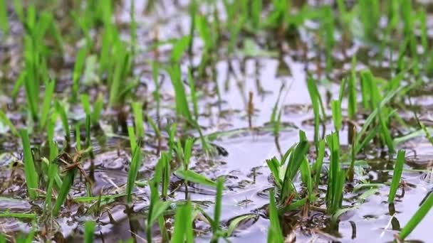 Молодые Ростки Воде Рисовом Поле — стоковое видео