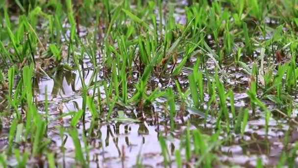 稻田里水中的幼苗 — 图库视频影像