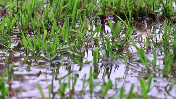 Молодые Ростки Воде Рисовом Поле — стоковое видео