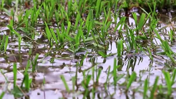 jeunes pousses dans l'eau dans la rizière 