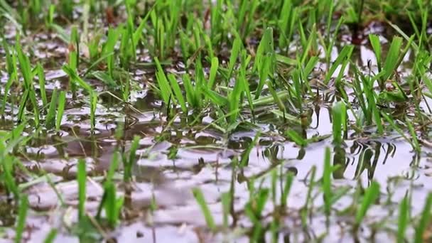 jeunes pousses dans l'eau dans la rizière 