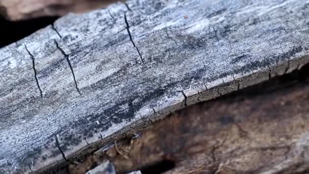 Surface Texture Vieilles Poutres Bois Brûlées — Video